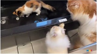 Two cats who look in disbelief at a bath-loving