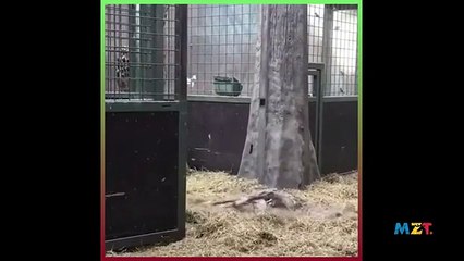 Buitengebieden - First steps of a baby giraffe--