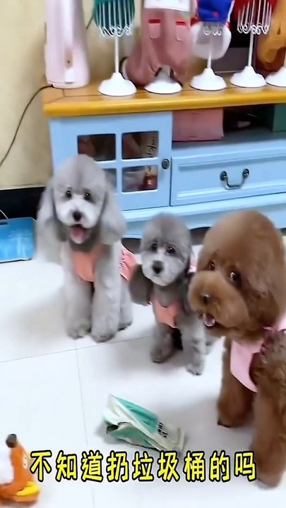 Animal Funny