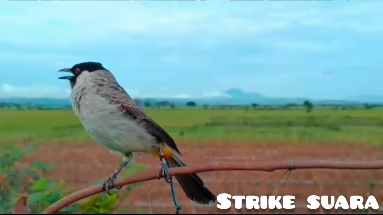 Suara burung - part2