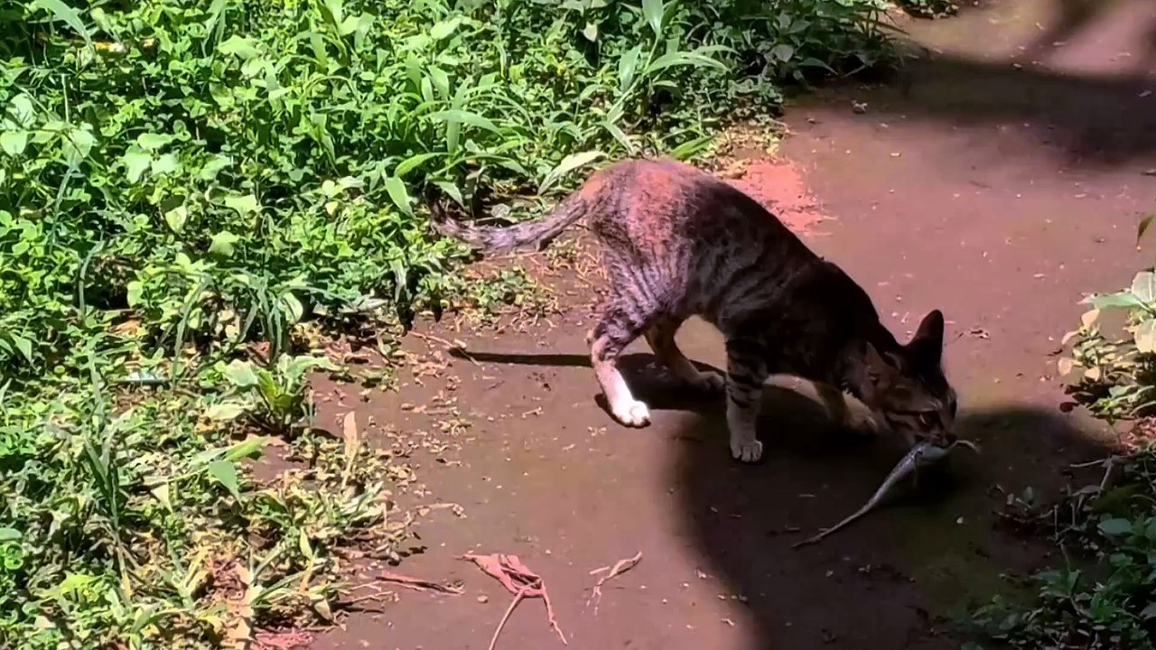 Cat getting prey