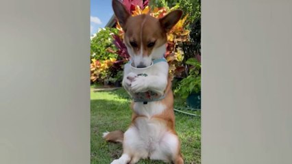 funny animal videos - funny dogs and cats - try not to laugh at animals Part1