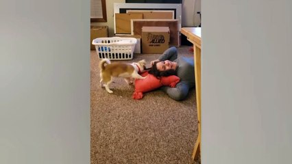 funny animal videos - funny dogs and cats - try not to laugh at animals Part1