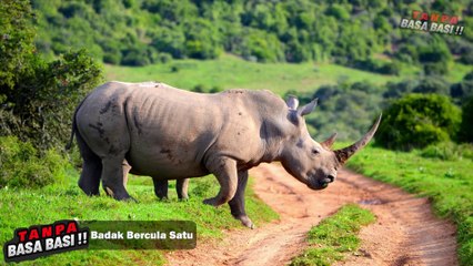 TUJUH HEWAN UNIK DI DUNIA