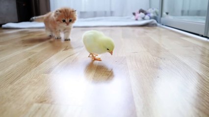 Fluffy orange meets with the yolk