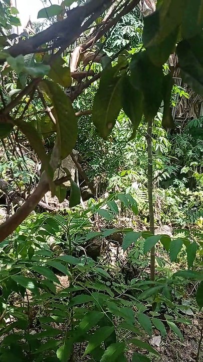 Enak juga ya duduk santai di sini#tanaman