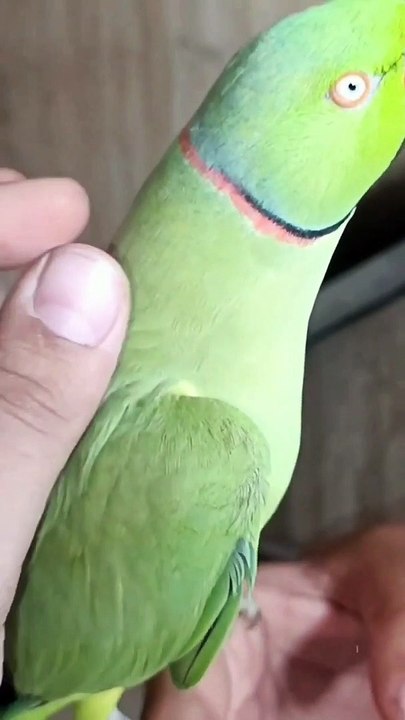 Bolne Wala Partot , Talking Parrot Cute Voive