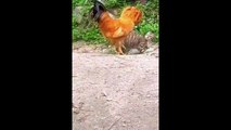 Best Funniest Animals Video 1