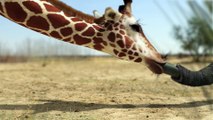 Elephant vs Giraffe Water Fight