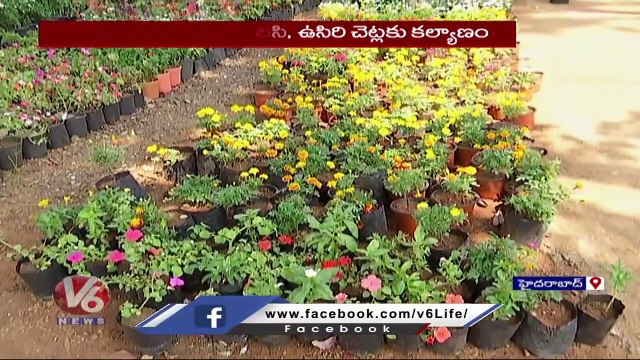 Huge Demand For Usiri , Tulasi Plant In Karthika Masam _ Nursery _ Hyderabad _ V6 News