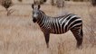 Zebra Royalty Free Videos | Amazing African Wildlife Footage | Zebra Free Stock Footage | #Zebra