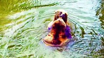 Bear Vs Bear _ bears playing _ Bears fighting _ What will happen next_ Cute pets