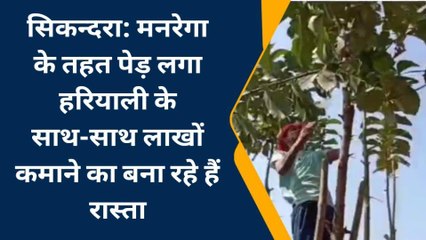 जमुई: मनरेगा के तहत पेड़ लगा हरियाली के साथ-साथ लाखों कमाने का बना रहे रास्ता