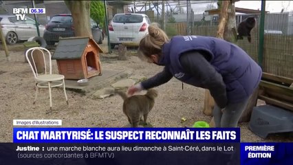 Chat martyrisé: le suspect reconnaît les faits