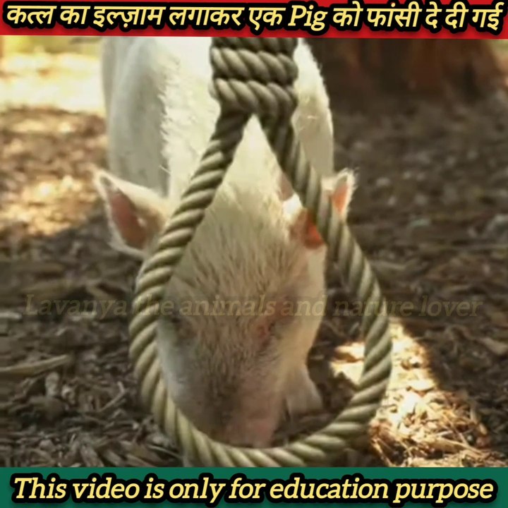 जब एक Pig को कत्ल के जुर्म मे फांसी कि सजा सुनाई गई 