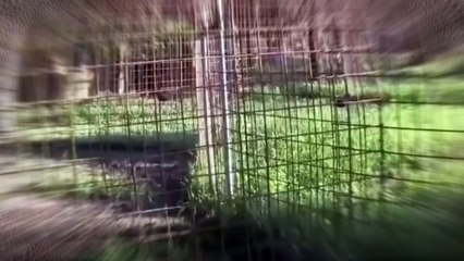 A brutal fight to the death pits a lion against a tiger.