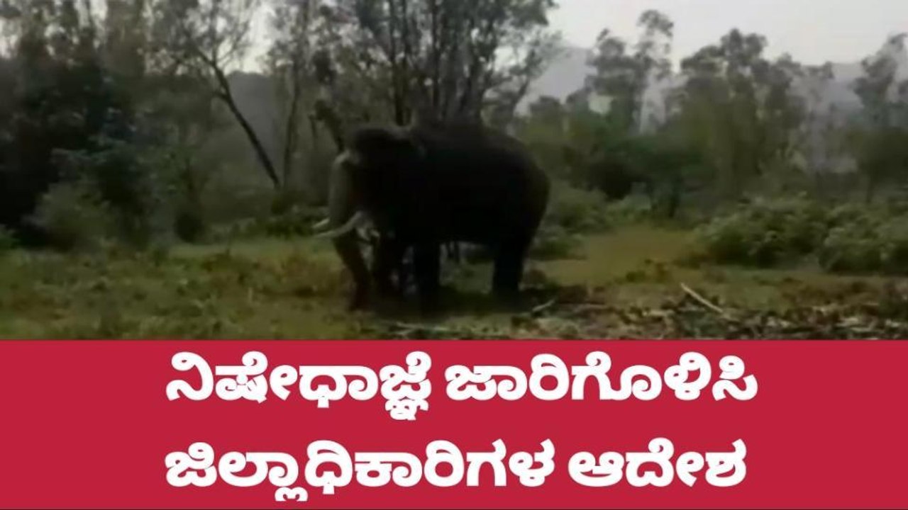 ಮೂಡಿಗೆರೆ: ಕಾಡಾನೆ ಸೆರೆ ಪ್ರದೇಶಗಳಲ್ಲಿ ನಿಷೇಧಾಜ್ಞೆ ಜಾರಿ - ಡಿಸಿ ಆದೇಶ