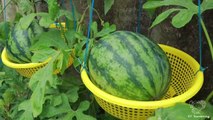 Unique Tips for Growing Watermelon at Home with Watermelon Hanging Baskets