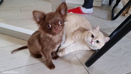 Caramel has a new friend a puppy named Arnold  She kisses and hugs him