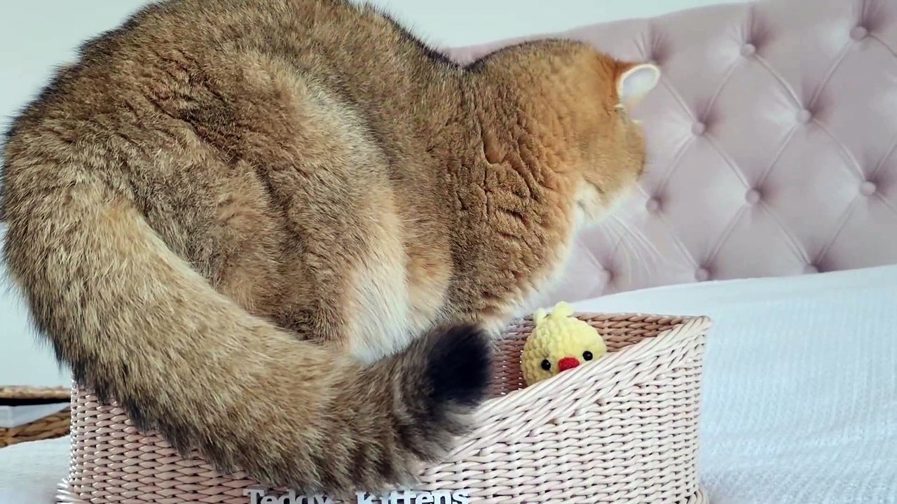 Cat William does not fit in the basket