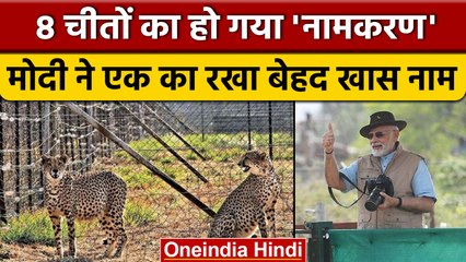 Kuno National Park: Namibia से आए चीतों के लिए सुझाए गए 11 हजार नाम | वनइंडिया हिंदी | *News