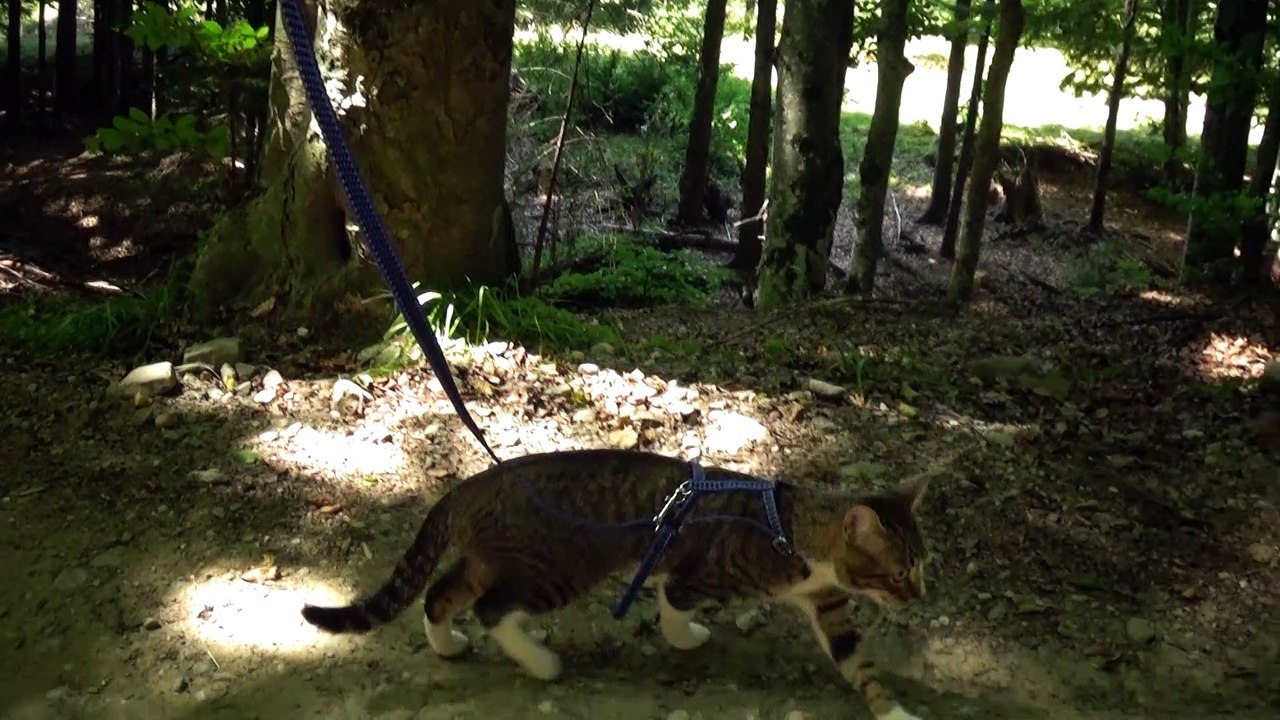 Small Cat on a Mountain Path