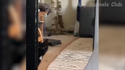 Funny Video 😂 - Follow Me for More