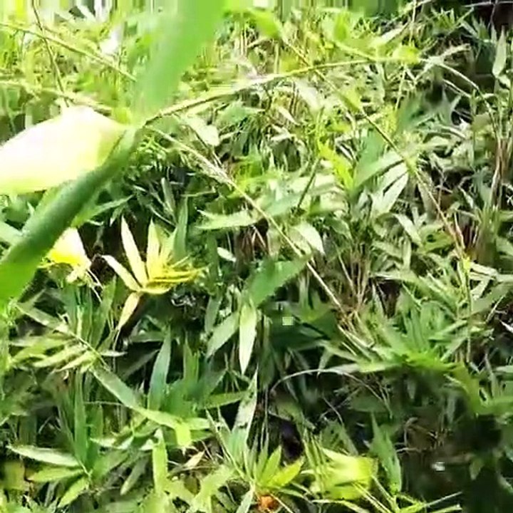 Forest honey exploitation, Exploitation du miel de forêt,, Honey, Fresh Honey, वन शहद शोषण