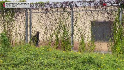 شاهد: الإكوادور تعلن حالة الطوارئ وحظر التجوال بعد مقتل 5 من الشرطة في هجمات