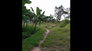 Visit farm Banana near forest at Cambodia