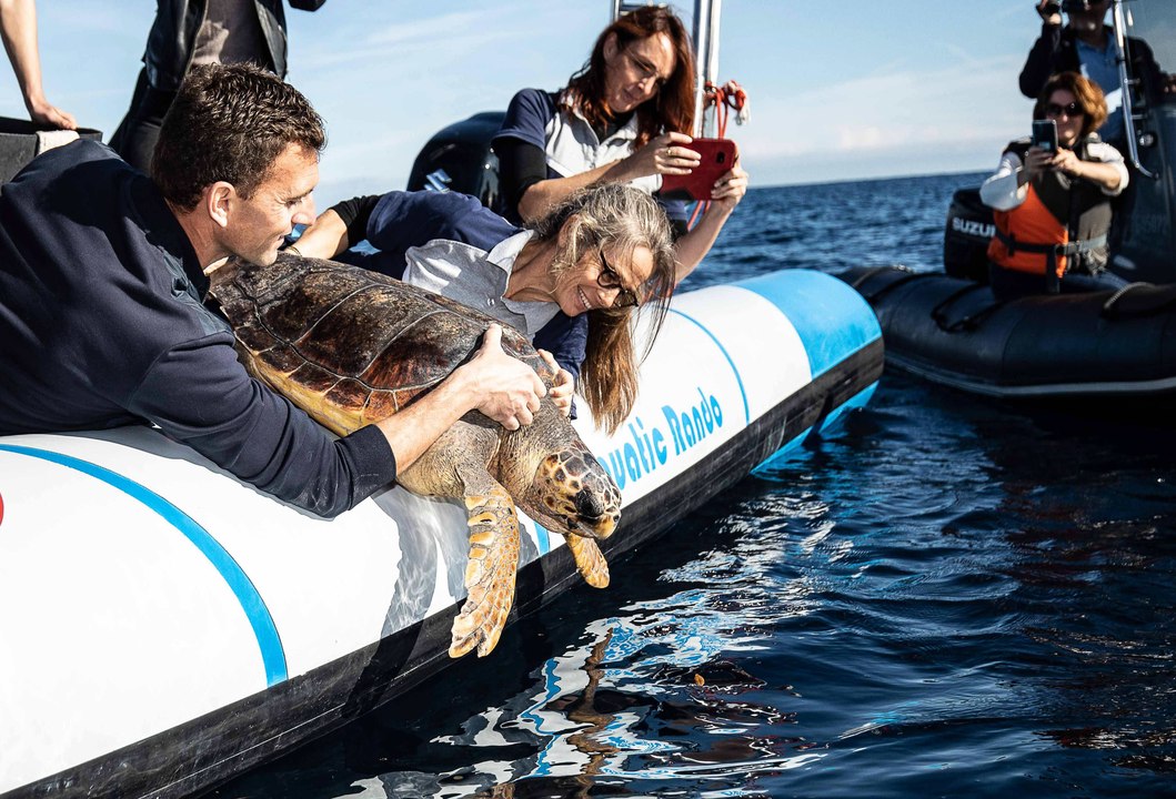 Après six mois de convalescence, la tortue Calypso a été relâchée au large de Fréjus