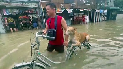 filipinas, Nalgae, cão