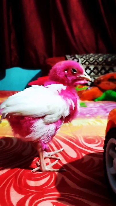 Affan daily vlog