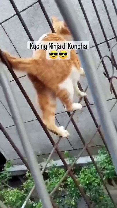 Ketika Kucing Masuk Desa Konoha