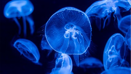 Turritopsis dohrnii: Das Wesen mit Genen für die Unsterblichkeit