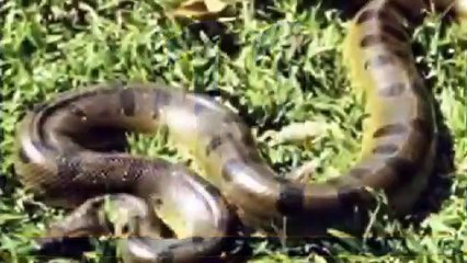 Anaconda-Facts-14-Facts-about-Green-Anac_16