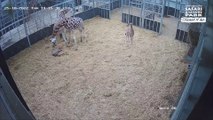 Zookeepers have been left seeing double after the birth of a baby giraffe was captured on CCTV - just six weeks after his brother