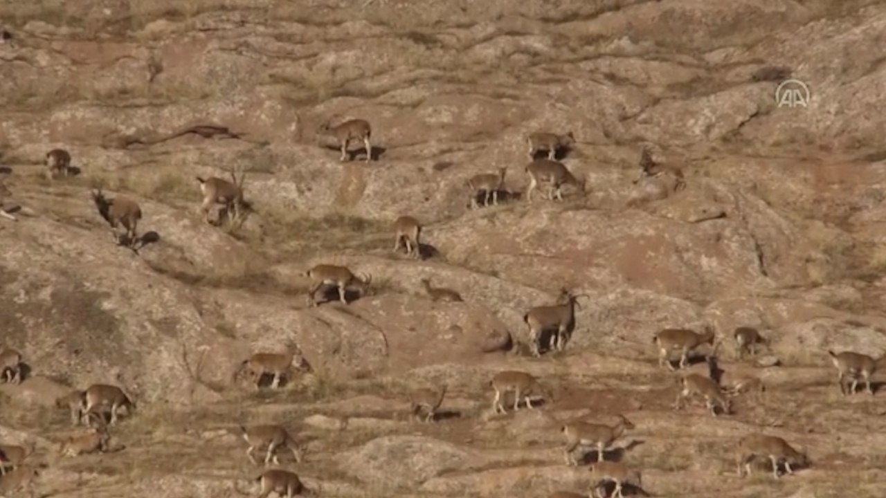 Sıkı denetimler sayesinde yaban keçisi sayısı 2 bin 500'e yükseldi
