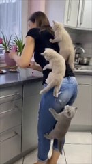 Kittens Climb Their Mom as They Couldn’t Wait for Food