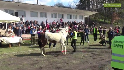 Цимент бе най-красивия кон в Бисер