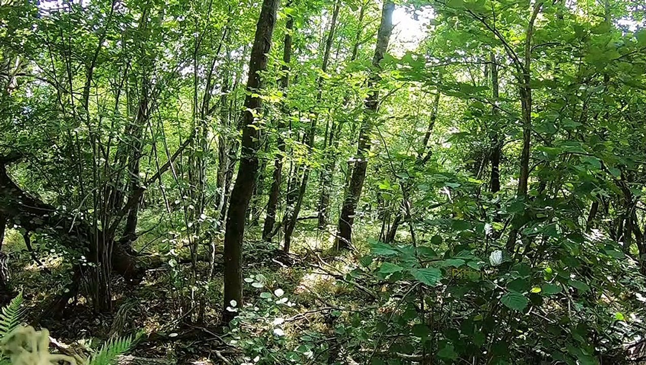 "Bien-être" Forêt - Chant d'oiseaux - Relaxation - Détente