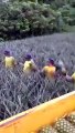 Harvesting Pineapple