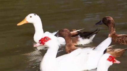 Interesting features of animals: pig, cat, horse, goat, hippo