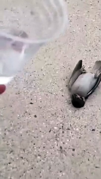 Beautiful_bird(720p)