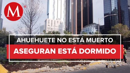 El ahuehuete de Paseo de la Reforma luce completamente seco
