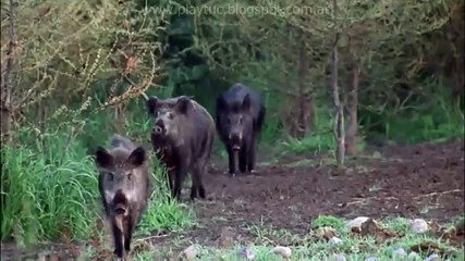 Guía de Supervivencia - Ep2 - La Caza del Cerdo