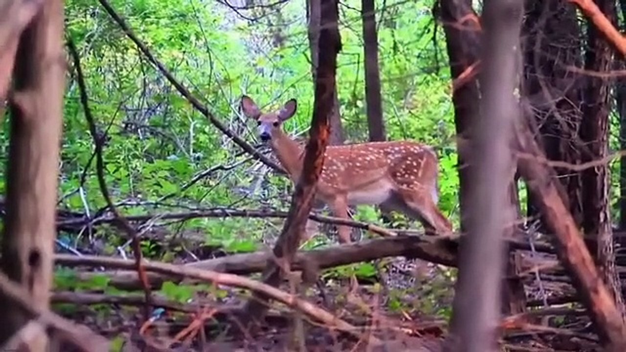 Videowild_animals_life garden
