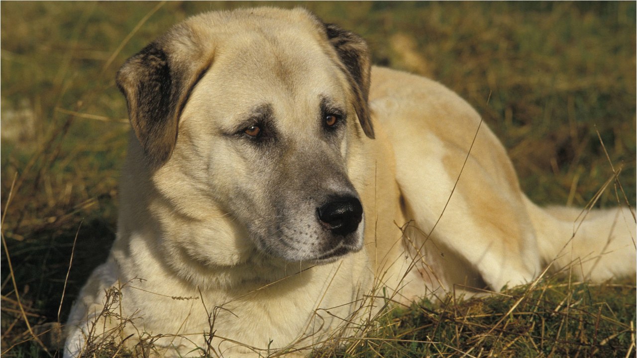 Rescue’s desperate plea as they fear this giant puppy will never find a forever home