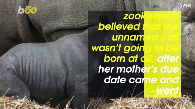 Aww! Zookeepers Amazed by the Birth of This Endangered White Rhino Calf