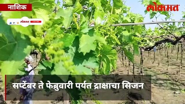द्राक्ष शेती नक्की कशी होते